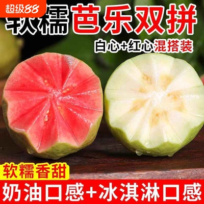 顺丰包邮福建漳州双拼芭乐4.5斤