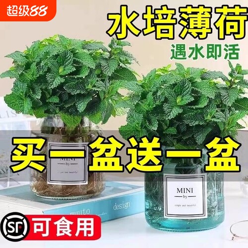 柠檬薄荷盆栽水培植物薄荷叶可食用迷迭香驱蚊草室内好养绿植花卉