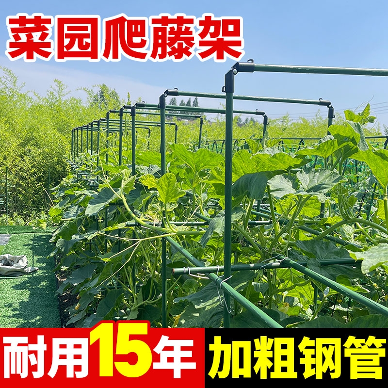 黄瓜爬藤架豆角架杆葡萄架子
