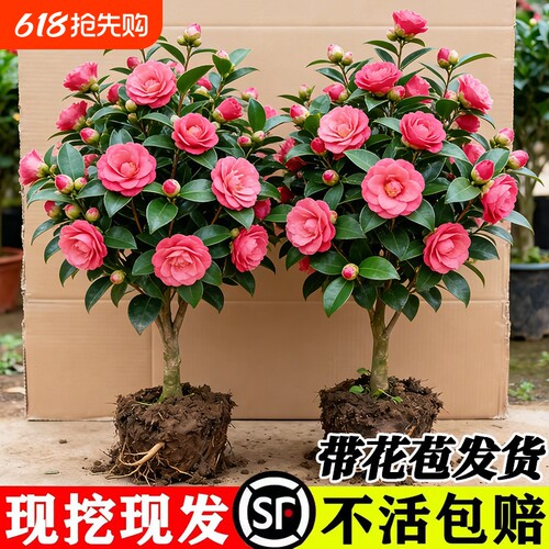 四季香妃茶花盆栽带花苞五色赤丹山茶花树苗多色好养花苗室内植物