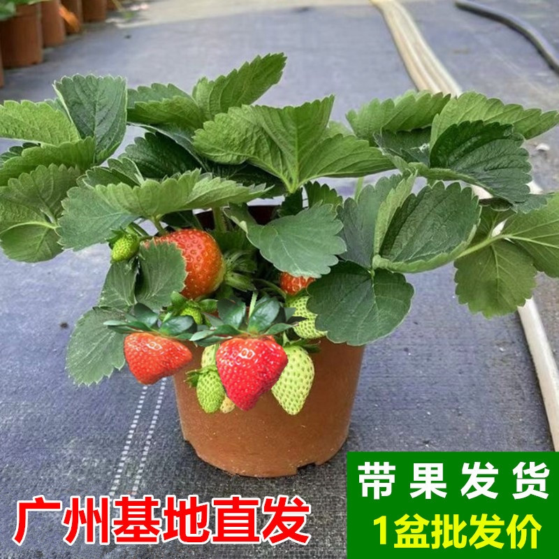 草莓盆栽可食用牛奶大苗