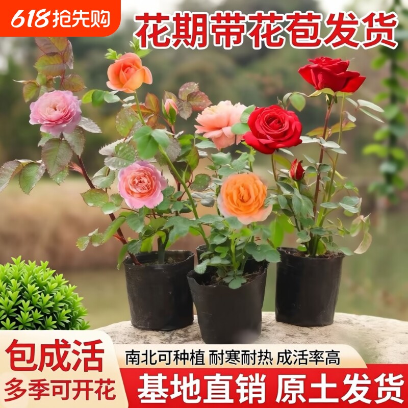 月季花苗带花苞盆栽小苗玫瑰花苗大花四季开花绿植物爬藤室内花卉