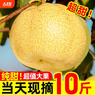 安徽特产雪梨现摘砀山酥梨新鲜梨子9斤水果梨正宗整箱汤山包邮