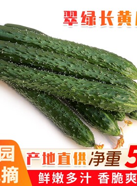 新鲜农家自种山东黄瓜现摘现发