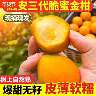 顺丰包邮融安脆蜜金柑广西正宗第三代脆蜜金桔特大果新鲜水果整箱