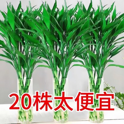 大叶富贵竹水培植物水养水竹客厅室内发招财盆栽绿萝植鲜花卉驱蚊