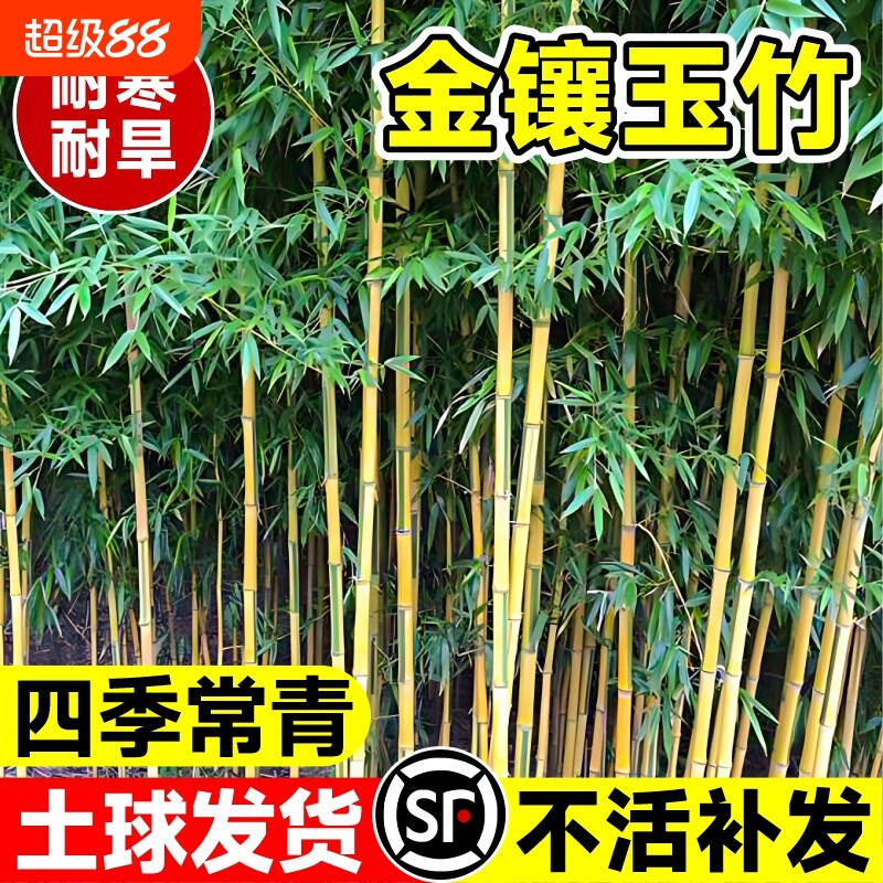 金镶玉竹竹子苗庭院四季常青植物盆栽黄金竹苗罗汉竹紫竹毛竹耐寒图片