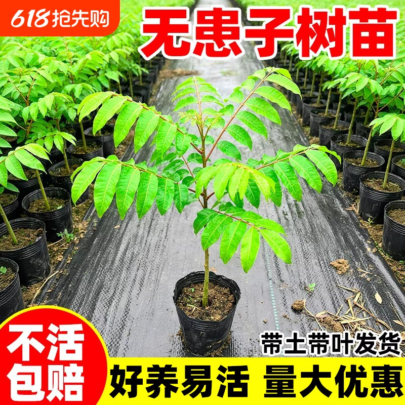 无患子树苗红籽四季常青鬼见愁耐寒庭院名贵风景观大树保平安绿植