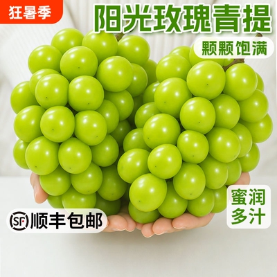 阳光玫瑰青提葡萄新鲜采摘整串发货整箱产地直发顺丰包邮现摘鲜果