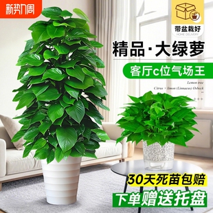 大叶绿萝柱大盆栽客厅大型绿植室内绿萝除甲醛净化空气植物好养活