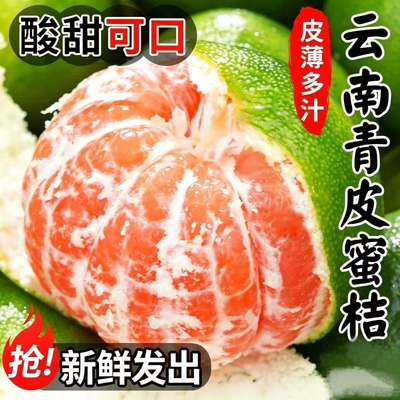 2026当季云南无籽青皮橘子新鲜橘