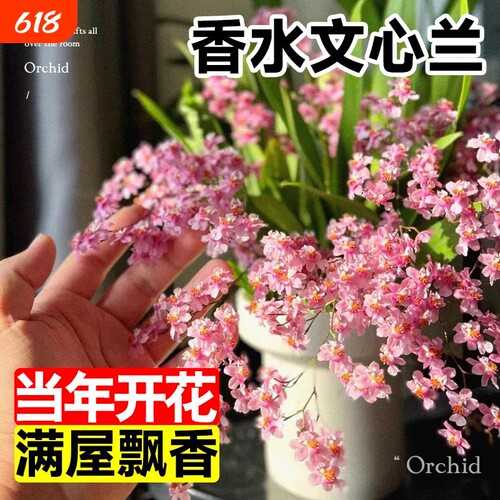香水文心兰冬带花苞梦香兰花苗可水培室内好养浓香花卉绿植盆栽