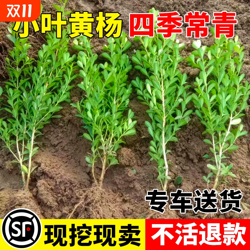 小叶黄杨树苗瓜子黄杨苗法国冬青苗大叶冬青庭院绿篱四季常青耐寒