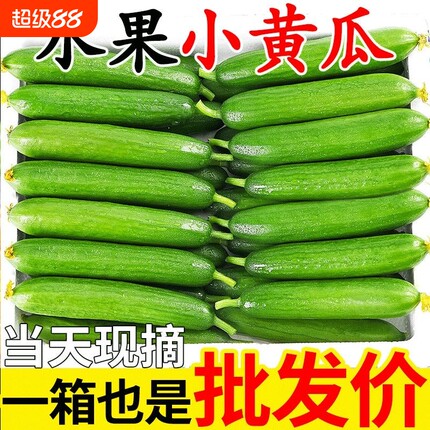山东寿光水果黄瓜新鲜生吃当季现摘无刺小黄瓜脆甜小青瓜整箱包邮