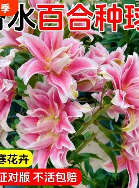 百合花种球进口香水百合花种子