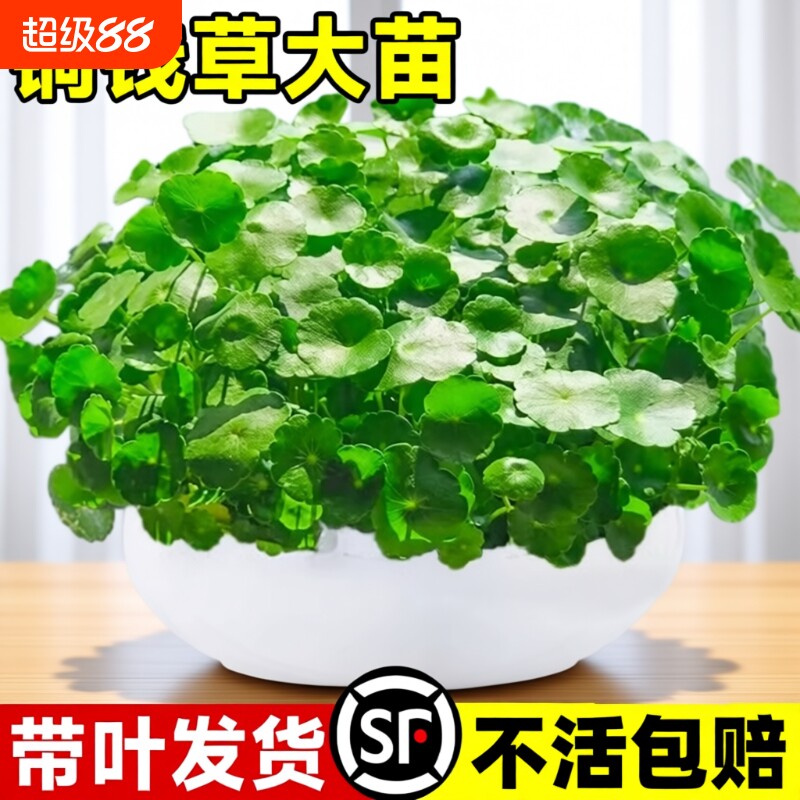 茂盛带叶铜钱草包成活图片