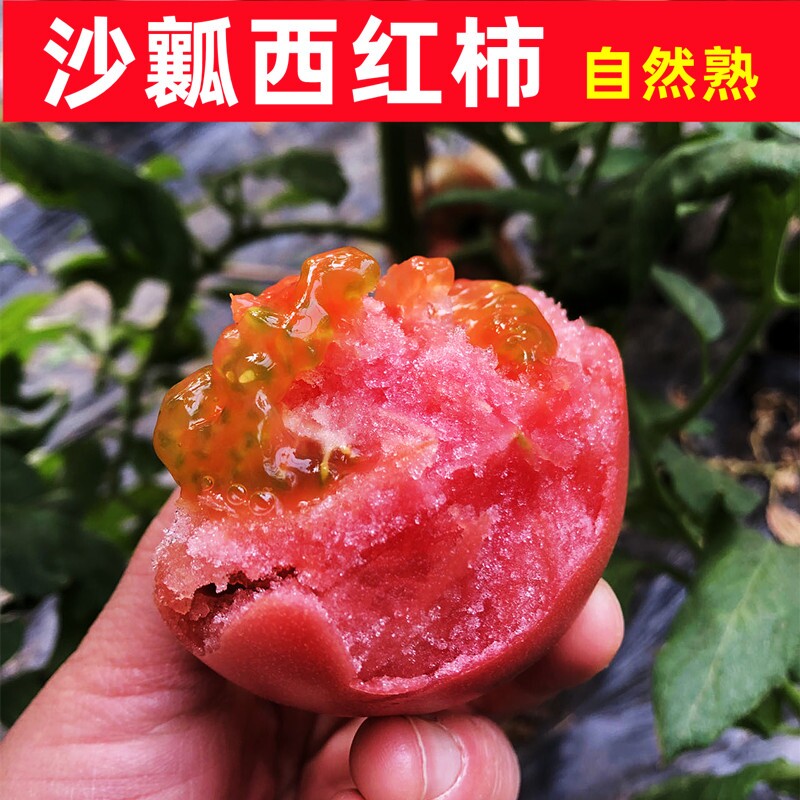 新鲜沙瓤西红柿自然熟生吃番茄当季新鲜蔬菜农家自种