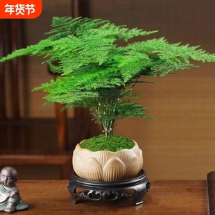 文竹盆栽植物室内花卉盆景客厅办公室桌面小绿植好养云竹四季常青