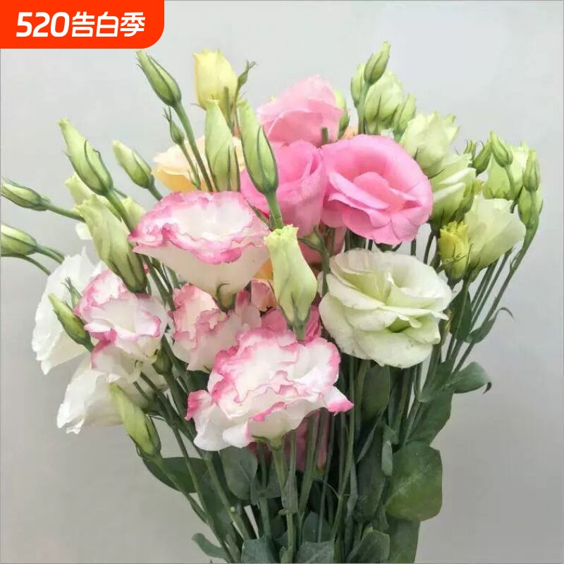 云南昆明洋桔梗鲜花花束七夕节基地直发芍药一扎直批家用同城速递