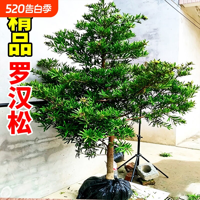 罗汉松树苗大树老树桩庭院别墅盆栽盆景造型大树种雀舌米叶迎客松