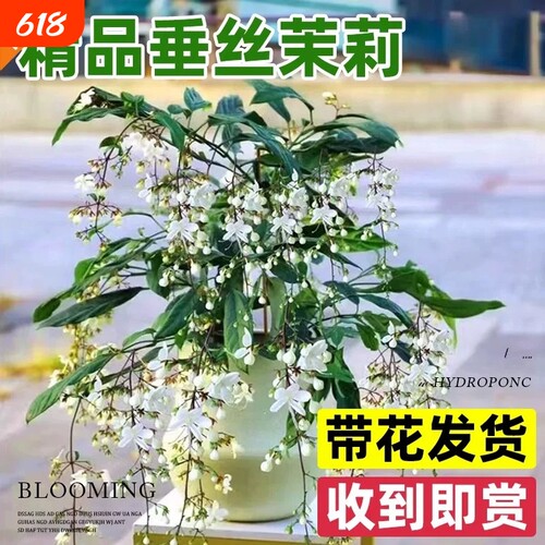 垂丝茉莉盆栽带花苞绿植阳台四季开花垂吊植物风车茉莉花重瓣花期