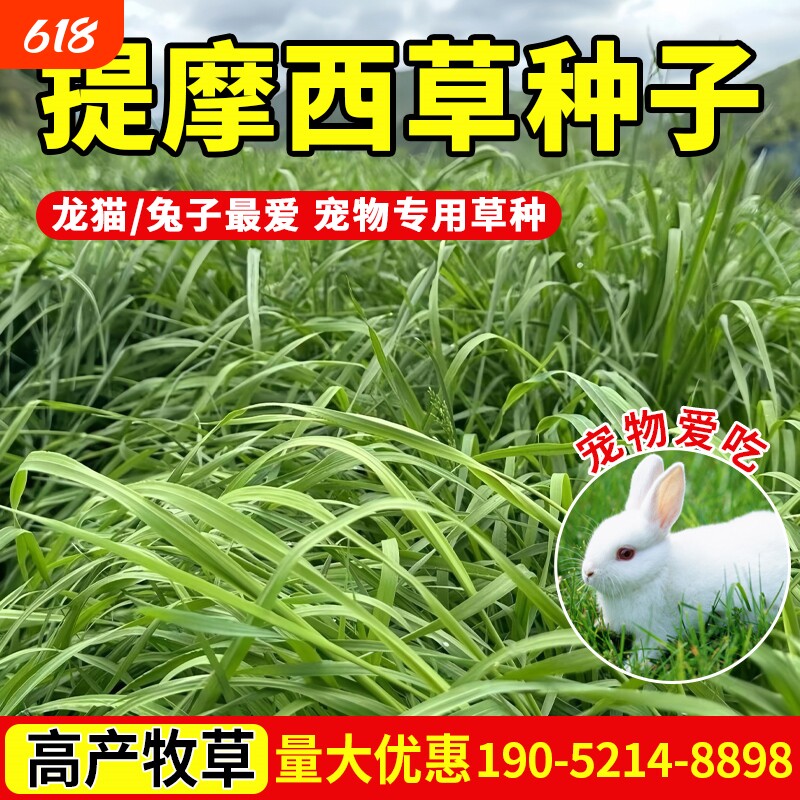 提摩西草种子提草梯牧草养兔荷兰猪豚鼠等宠物口粮多年生牧草种子