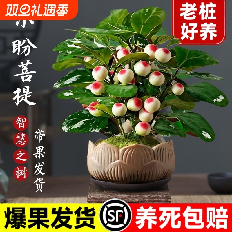 小盼菩提树盆栽带果老桩盆景办公室绿植客厅桌面植物室内禅意摆件