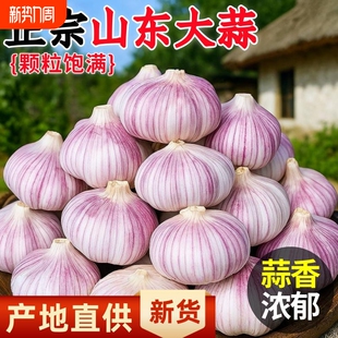 真新干蒜山东新大蒜2025新鲜大蒜头批发特大果生鲜鸡蛋年货节炒菜