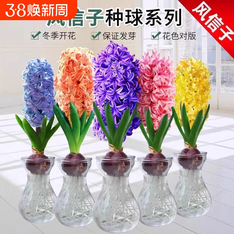 风信子种球水培绿植物室内阳台花卉盆栽水养葡萄风信子水仙花好养