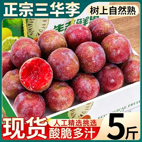 正宗老树大果正宗脆红李5斤