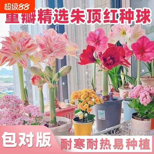朱顶红阳台庭院盆栽地载耐寒耐热