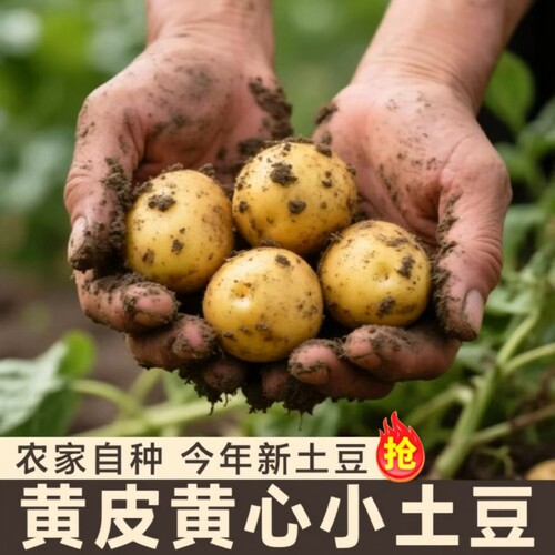 新鲜恩施富硒黄心小土豆