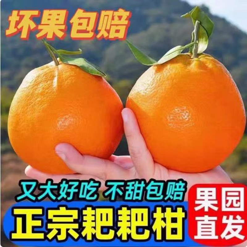 正宗耙耙柑粑粑柑丑橘当季新鲜橘子高山无籽蜜桔春见丑八怪水果