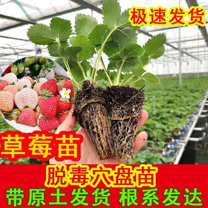 草莓苗秧盆栽四季丹东红颜奶油牛奶大棚种植裸根脱毒秧苗南方批发