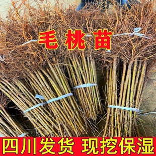四川嫁接用桃树苗毛桃树苗桃树占地苗果树苗山桃砧木实生苗小苗