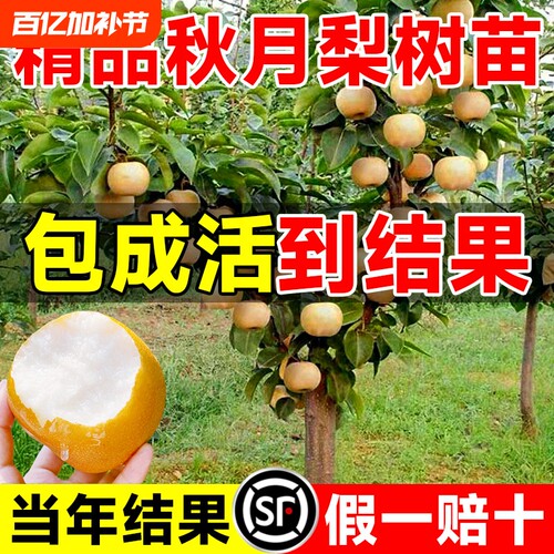 梨树果苗正宗秋月梨皇冠黄金梨果树新品种南北方种植盆栽当年结果 - 封面