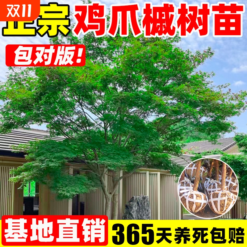 鸡爪槭树苗原生苗小叶鸡爪枫大苗庭院盆栽绿化园林木耐寒北方种植