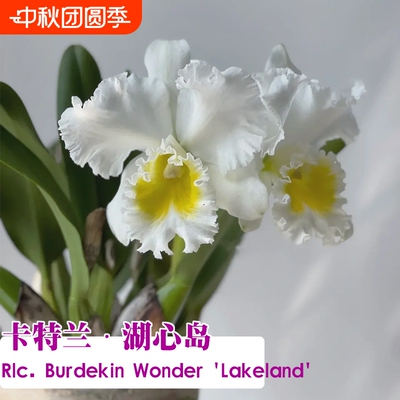 原种进口大花卡特兰基地冬带花浓香鲜花室内好养绿植洋兰花卉盆栽