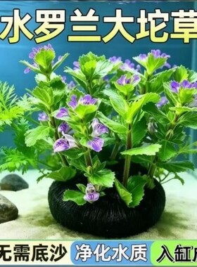 水罗兰水草鱼缸专用绿植