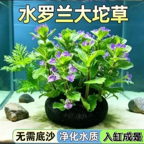 水罗兰水草鱼缸专用绿植
