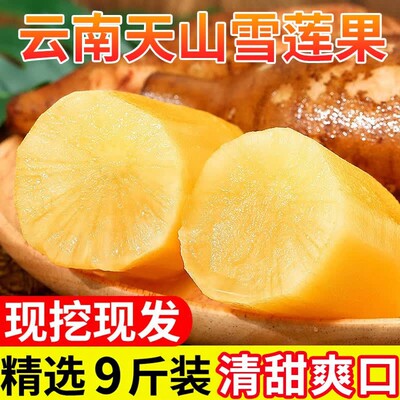 正宗云南天山雪莲果高原脆甜雪中仙果当季新鲜水果9斤包邮