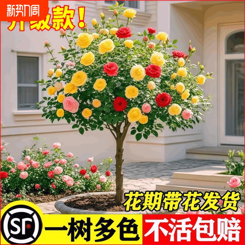 棒棒糖树桩月季花苗室外庭院四季开花植物盆栽绿植玫瑰花树苗果汁