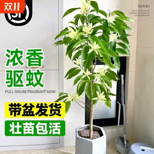 玉兰花树苗带花苞白兰花盆栽室内外四季花卉绿植物白玉兰好养活