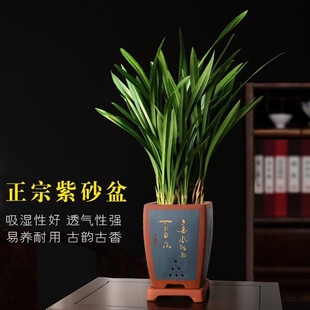 兰花特级正宗墨兰企黑特名贵花室内大盆客厅办公室带盆带花苞精品