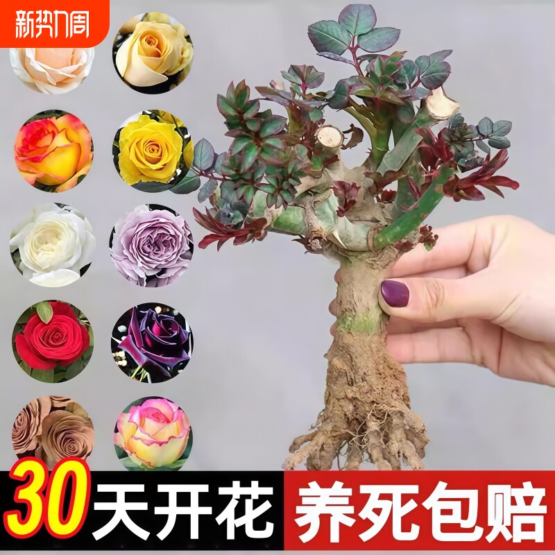 昆明直发玫瑰老根老桩当季开花月季花苗室内阳台盆栽大花浓香耐旱