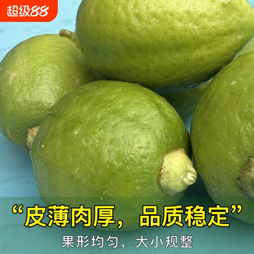 特价商用 广东香水柠檬新鲜柠檬无籽一级果鸭屎香柠檬茶奶茶专用