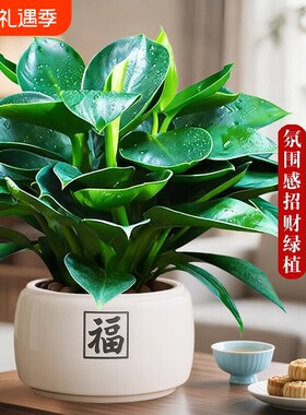 精品金钻盆栽植物绿公主水培绿植吸高颜值好养活室内多肉四季花卉