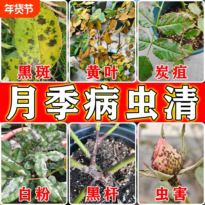 月季花病虫害常用药防虫叶子发黄枯萎黑斑病白粉病专用药爆笋肥X,鲜花速递/花卉仿真/绿植园艺,家庭园艺肥料,淘宝优惠券,粉丝福利购,淘宝优惠卷