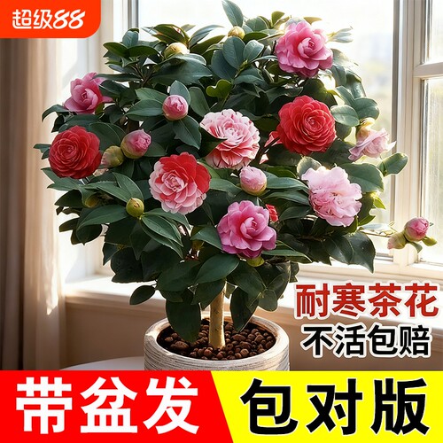 茶花树苗带花苞四季盆栽耐寒