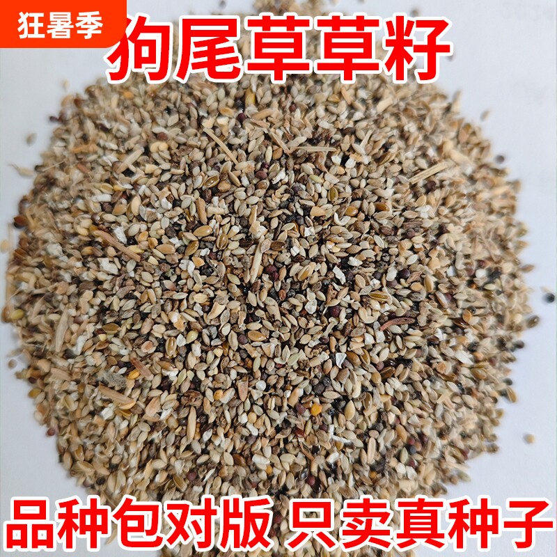狗尾巴草籽耐热四季常青草种子护坡固土草坪种籽播种种植牧草当季